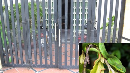 rắn lục đu&ocirc;i đỏ, rắn lục cắn, Động vật học, rắn lục sinh sản, hiện tượng rắn lục, rắn lục tấn c&ocirc;ng người