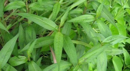 Rau răm l&agrave; một trong những t&aacute;c nh&acirc;n g&acirc;y suy giảm ''bản lĩnh ph&ograve;ng the'' của nam giới. Ảnh minh họa.