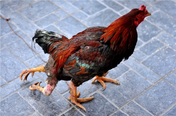 Những chuyện kỳ th&uacute; về g&agrave;