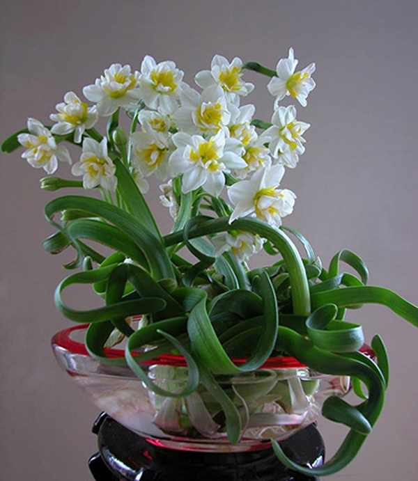 Thủy ti&ecirc;n thường được trồng bằng củ v&agrave;o trong b&igrave;nh nước l&agrave;m cảnh trong nh&agrave;. Ảnh minh họa