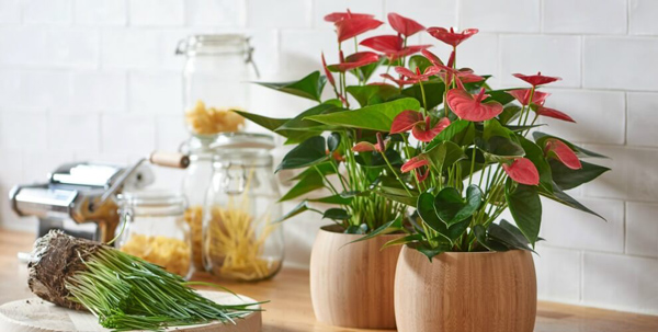 Đặc biệt, c&acirc;y Hồng m&ocirc;n trong phong thủy tượng trưng cho t&igrave;nh y&ecirc;u v&agrave; l&ograve;ng hiếu kh&aacute;ch.  Ảnh minh họa