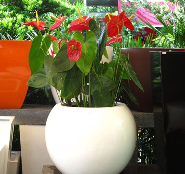 C&acirc;y Hồng m&ocirc;n được d&ugrave;ng l&agrave;m c&acirc;y hoa trang tr&iacute; cảnh quan nội ngoại thất. Ảnh minh họa
