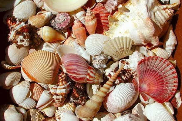 Cần cảnh giác với những loại ốc lạ, đẹp mắt, có màu sắc sặc sỡ. Ảnh minh họa