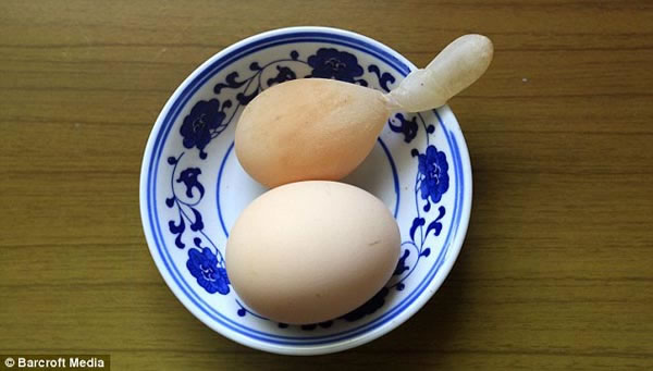 Những chuyện kỳ th&uacute; về g&agrave;