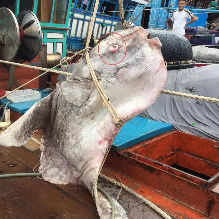 T&agrave;u c&aacute; của ngư d&acirc;n Đ&agrave;o Văn Hu&acirc;n vừa bắt được một con c&aacute; mặt trăng khổng lồ nặng cả tấn