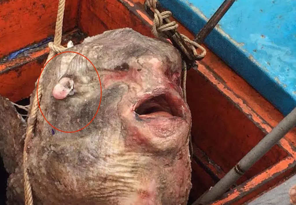 Con c&aacute; mặt trăng khổng lồ do  t&agrave;u anh Hu&acirc;n bắt được c&ograve;n c&oacute; &lsquo;tai&rsquo; kỳ lạ