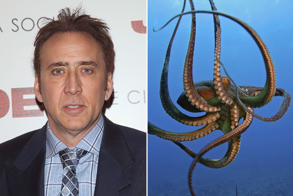 Bạch tuộc trị giá 150.000 USD (3,3 tỷ đồng): Nam diễn viên kiêm đạo diễn người Mỹ Nicolas Cage đã bỏ ra 150.000 USD để mua con vật vốn ít được mọi người yêu thích. Lý do mà Nicolas Cage chọn loài thú cưng độc lạ này là bởi nó sẽ giúp ông rèn luyện kỹ năng diễn xuất của mình.