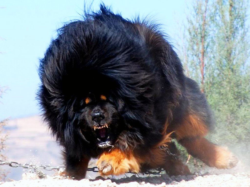 Chó Ngao Tây Tạng (hơn 13 tỷ đồng): Tibetan Mastiff là tên tiếng Anh của loài chó này. Đây là một giống chó được người Tây Tạng nuôi, huấn luyện để bảo vệ gia súc và cuộc sống của người dân bản địa trên vùng núi Himalaya. Chúng có tính cách như trung thành, lì lợm, đặc biệt chỉ nghe lời một chủ. Đặc biệt, Ngao Tây Tạng không chỉ có trọng lượng lớn nhất mà còn nằm trong top 3 loài động vật đắt nhất thế giới.
