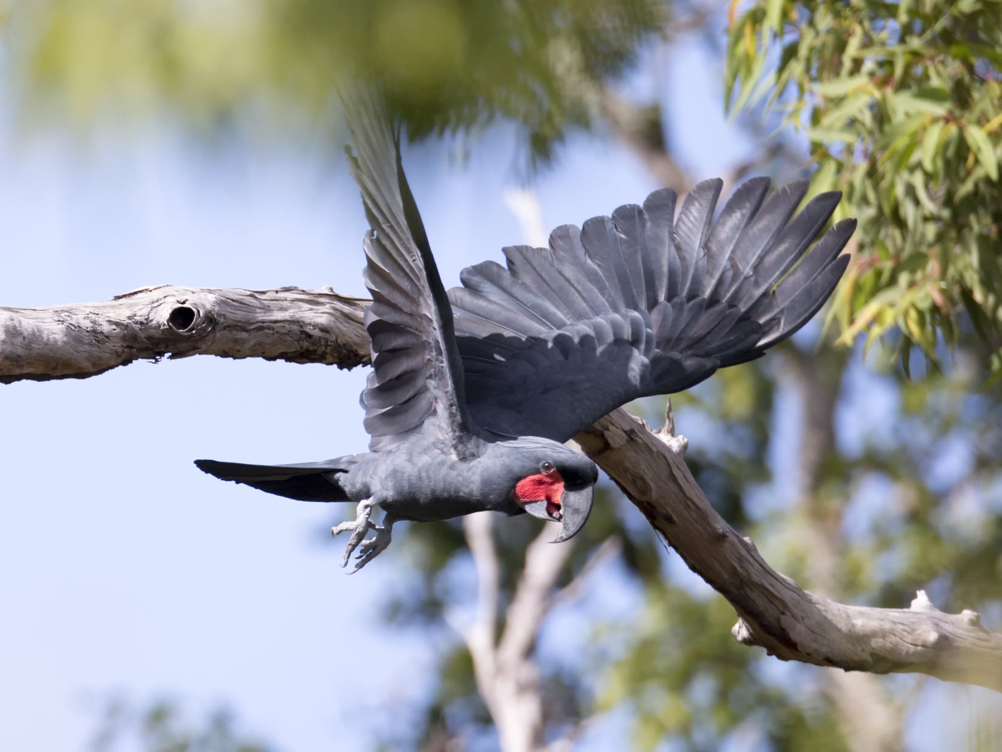 Vẹt Palm Cockatoo (hơn 358 triệu đồng): Vẹt Palm Cockatoo là thành viên duy nhất trong phân họ Microglossinae (một nhánh sớm nhất của Đăng ký và nhận 60K 24 bao lì xì miễn phí mỗi ngày vẹt mào). Điểm giá trị của loài vẹt này đó chính là chiếc mào đầy ‘uy lực’ và màu xám cuốn hút ở bộ lông.