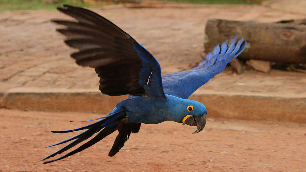 Vẹt đuôi dài lam tía (Hyacinth Macaw) (gần 314 triệu đồng): Đây là loài vẹt biết bay lớn nhất thế giới. Chúng sinh sống chủ yếu ở miền Trung và Đông Nam nước Mĩ. Vẻ đẹp của chú vẹt này chính là ở bộ lông sặc sỡ.