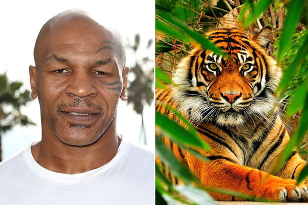 Trong số những võ sĩ nổi tiếng nhất thế giới, Mike Tyson từng nhiều phen khiến dư luận xôn xao vì sở thích nuôi thú cưng kỳ lạ của mình. Ngoài việc yêu thích chim bồ câu, Mike Tyson còn sở hữu 3 con hổ Bengal quý hiếm, 2 con cái tên Kenda và Storm, con đực tên Boris. Bộ ba ‘chúa sơn lâm’ này từng xuất hiện trong bộ phim bom tấn The Hangover của Mike Tyson hồi năm 2009. 