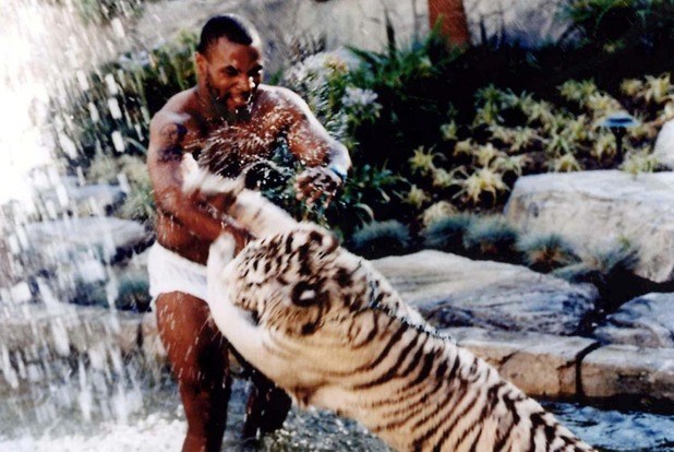 Số tiền mà Mike Tyson bỏ ra để sở hữu bộ ba hổ Bengal này không được tiết lộ, nhưng báo chí cho biết mỗi tháng võ sĩ mất tới 4.000 USD (88 triệu đồng) chi phí nuôi dưỡng chúng. Tuy nhiên đáng buồn là sau đó, Mike Tyson bị phát hiện không có giấy phép sở hữu hổ hợp lệ nên Kenda, Storm và Boris buộc phải chuyển tới một khu bảo tồn ở Colorado để sống một cuộc đời rời xa ánh đèn Holllywood.