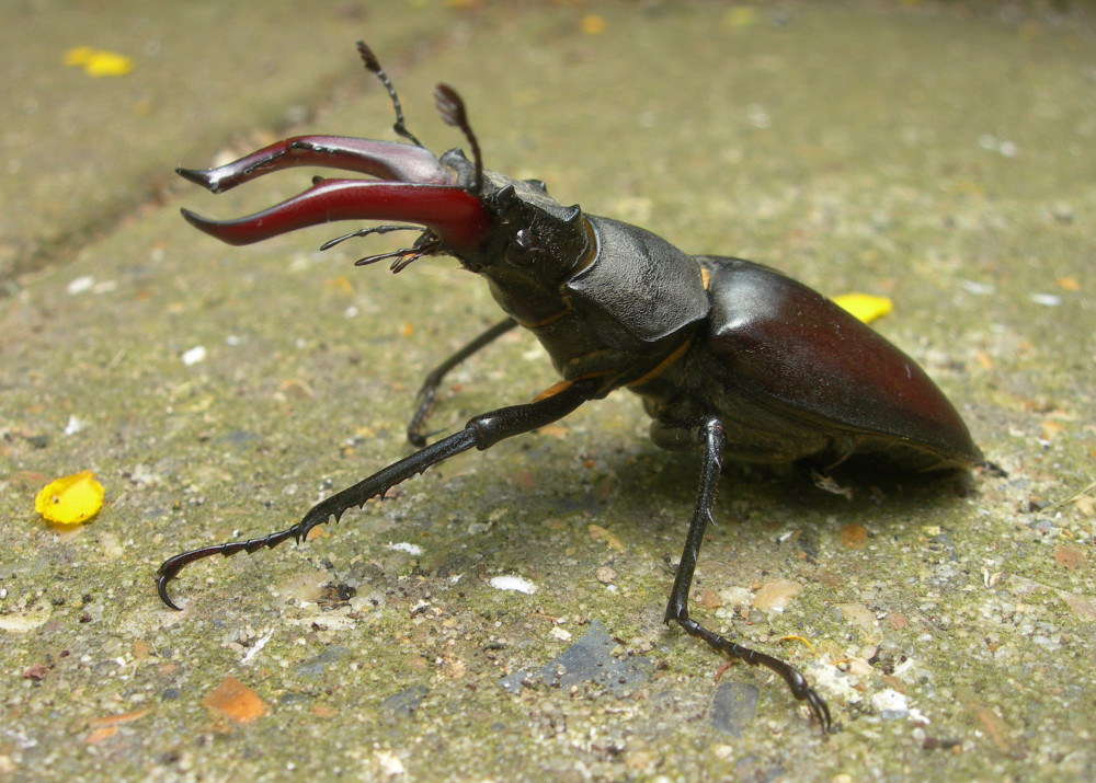 Bọ cánh cứng Stag Beetle giá 89.000 USD (1,9 tỷ đồng): Bọ cánh cứng Stag Beetle được biết đến là một sinh vật quý hiếm và đặc biệt. Để sở hữu một con bọ rơi hiếm có này, giới nhà giàu sẵn sàng bỏ ra 89.000 USD hoặc nhiều hơn thế.