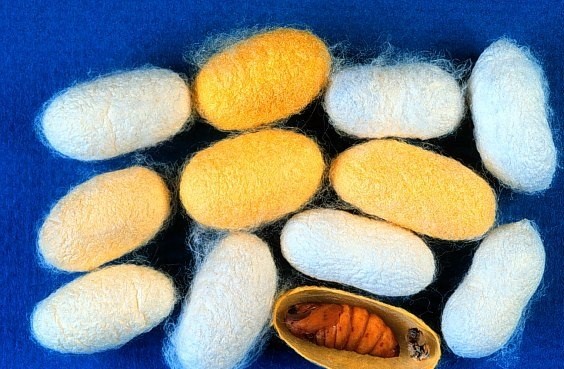Nhộng tằm l&agrave; vị thuốc chữa bệnh