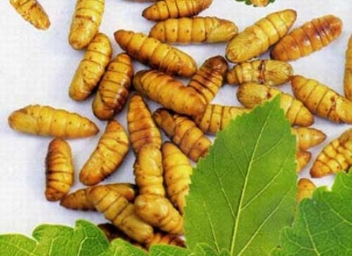 Nhộng tằm l&agrave; vị thuốc chữa bệnh