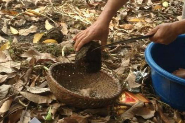 C&oacute; khi phải đi cả ng&agrave;y rừng mới t&igrave;m được v&agrave;i tổ kiến mang về.