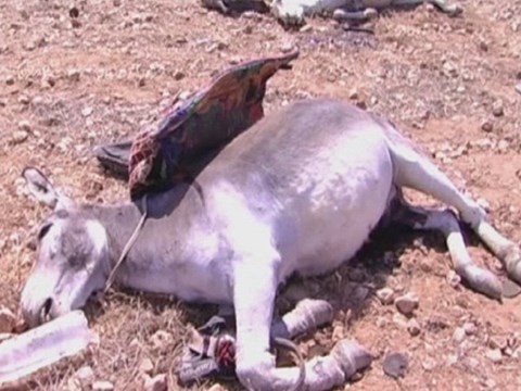 Lừa chở vũ khí cho IS bị qu&acirc;n đ&ocirc;̣i Syria ti&ecirc;u di&ecirc;̣t