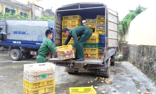 Bắt giữ l&ocirc; h&agrave;ng g&agrave; nhập lậu tại bi&ecirc;n giới M&oacute;ng C&aacute;i, Quảng Ninh