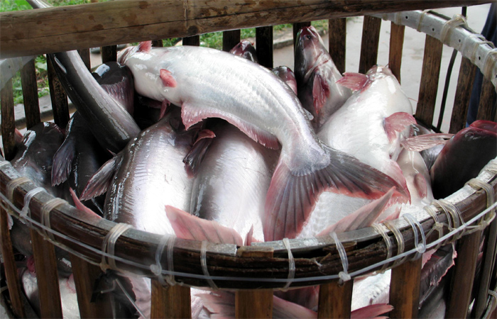 Gi&aacute; c&aacute; tra nguy&ecirc;n liệu ở Đồng bằng s&ocirc;ng Cửu Long đ&atilde; giảm tới 6.000 đồng/kg, xuống mức đ&aacute;y 6 năm