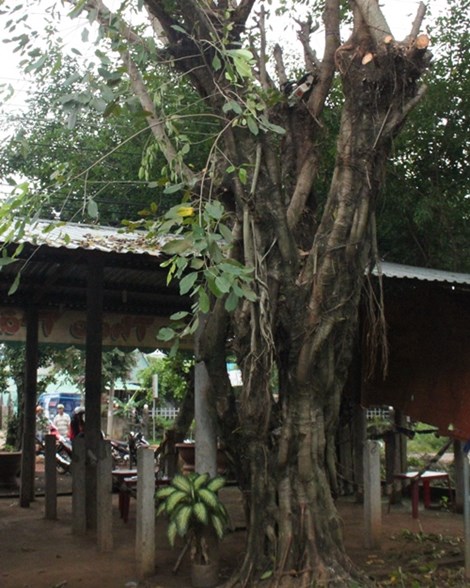 Được biết, gia cảnh của nạn nh&acirc;n bị điện giật chết khi cưa c&acirc;y thu&ecirc; ở B&igrave;nh Phước vốn rất kh&oacute; khăn