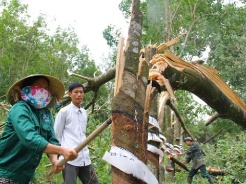 Gi&aacute; cao su giảm mạnh, nhiều nh&agrave; vườn chặt bỏ một phần diện t&iacute;ch cao su