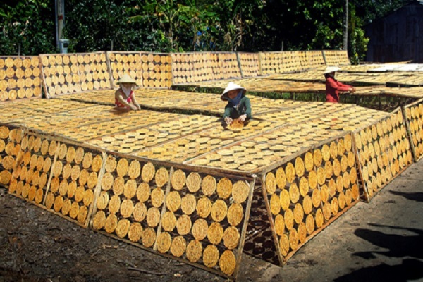 Trong khi nhiều nơi gi&aacute; chuối đang rẻ như cho th&igrave; h&agrave;ng ng&agrave;n hộ d&acirc;n ở c&aacute;c l&agrave;ng chuối kh&ocirc; C&agrave; Mau lại ăn n&ecirc;n l&agrave;m ra