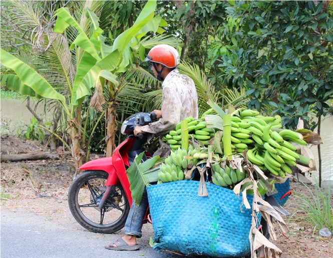 Gi&aacute; chuối sau Tết rẻ b&egrave;o khiến người trồng lo lắng