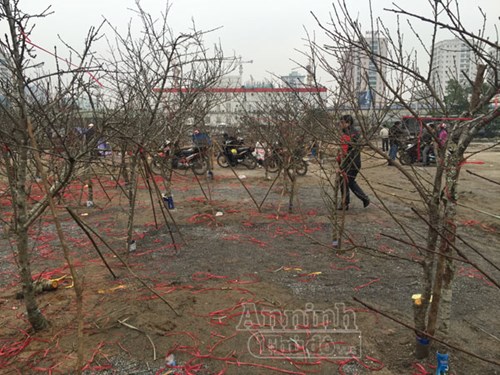Những c&agrave;nh đ&agrave;o rừng trụi lủi như củi kh&ocirc; khiến người b&aacute;n kh&ocirc;ng d&aacute;m hi vọng g&igrave; v&agrave;o gi&aacute; đ&agrave;o Tết năm nay