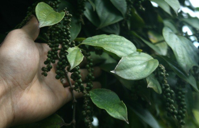 Gi&aacute; hồ ti&ecirc;u tăng mạnh từ đầu năm tới nay