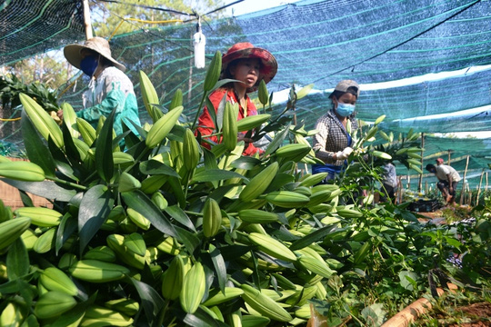 C&aacute;c loại hoa Tết Đ&agrave; Lạt như lay ơn, lily,&hellip; được gi&aacute; trở lại sau những ng&agrave;y ế th&ecirc;m thảm