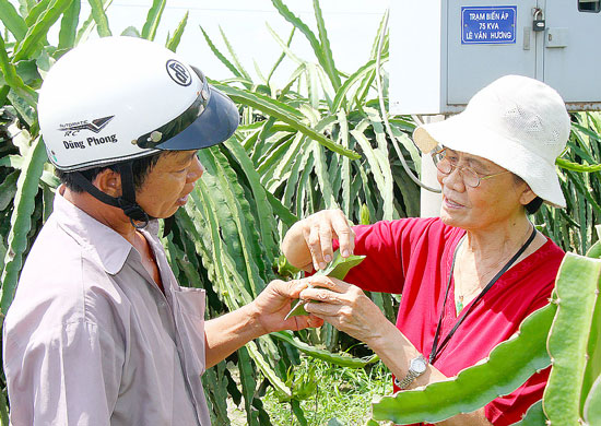 Cần c&oacute; sự tham gia của cả n&ocirc;ng d&acirc;n v&agrave; Nh&agrave; nước để tr&aacute;nh t&igrave;nh trạng gi&aacute; thanh long xuống thấp, đổ bỏ như hiện nay