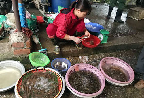 Gi&aacute; t&ocirc;m hiện nay tại c&aacute;c chợ H&agrave; Nội đều tăng mạnh, đến mức t&ocirc;m chết ướp đ&aacute; cũng kh&ocirc;ng c&oacute; để mua