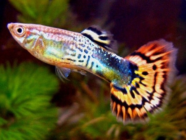 Cá bảy màu có tên khoa học là Poecilia Recticulata. Được tìm thấy vào năm 1859, chúng được du nhập sang Âu châu năm 1861 và từ đó phát tán đi khắp nơi trên thế giới.