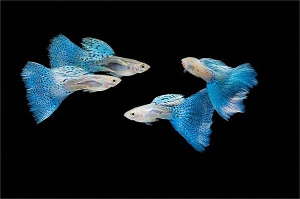 Điều đó khiến cho loài cá này vô tình trở thành loài nguy hiểm, thậm chí hơn cả hổ và cá mập.