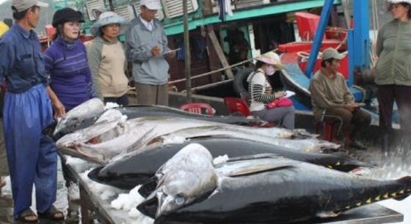 C&acirc;u c&aacute; ngừ, c&aacute; ngừ, đ&aacute;nh bắt c&aacute;, ngư d&acirc;n, c&ocirc;ng nghệ, bảo quản