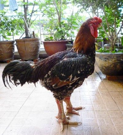 g&agrave; hồ, g&agrave; tiến vua, tranh d&acirc;n gian, đ&ocirc;ng hồ, tết ất m&ugrave;i, tết nguy&ecirc;n đ&aacute;n