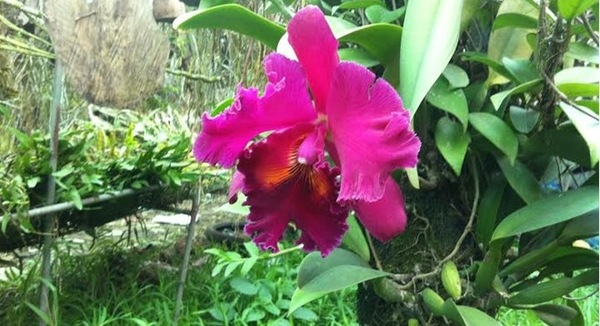 hoa lan ngh&igrave;n đ&ocirc;, phong lan, lan Cattleya, tết nguy&ecirc;n đ&aacute;n, triển l&atilde;m