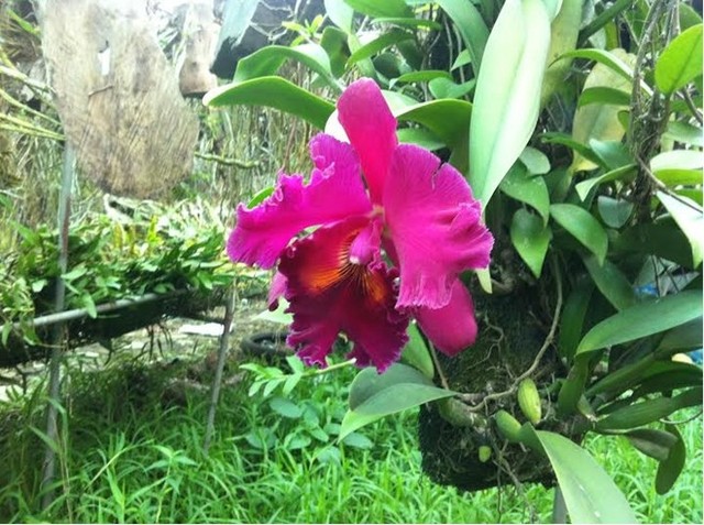 hoa lan ngh&igrave;n đ&ocirc;, phong lan, lan Cattleya, tết nguy&ecirc;n đ&aacute;n, triển l&atilde;m