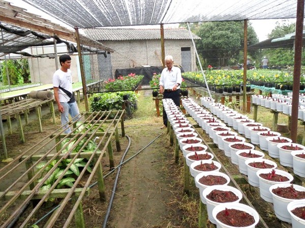hoa lily, xứ sở n&oacute;ng, tết nguy&ecirc;n đ&aacute;n, tết ất m&ugrave;i, trồng hoa, b&aacute;n hoa, hoa đ&agrave; lạt