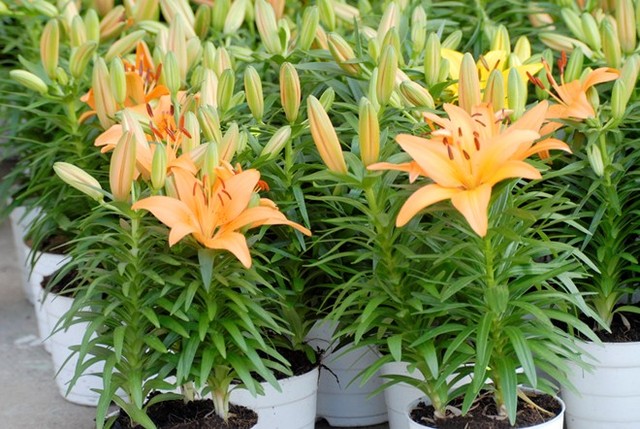 hoa lily, xứ sở n&oacute;ng, tết nguy&ecirc;n đ&aacute;n, tết ất m&ugrave;i, trồng hoa, b&aacute;n hoa, hoa đ&agrave; lạt