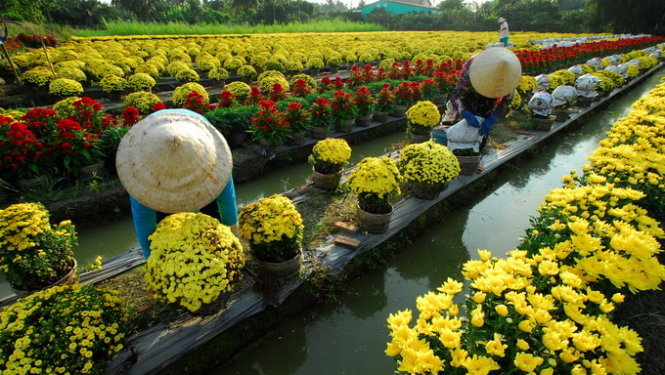 nghỉ tết 2015, nghỉ tết nguy&ecirc;n đ&aacute;n, nghỉ tết 7 ng&agrave;y, nghỉ tết 9 ng&agrave;y, l&agrave;ng hoa, tết ất m&ugrave;i
