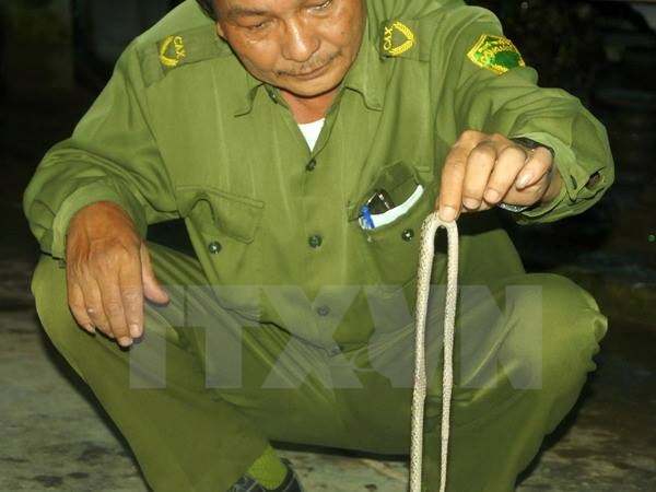rắn lục đu&ocirc;i đỏ, rắn lục cắn, Bệnh Nhiệt đới, Chợ Rẫy, m&ugrave;a mưa