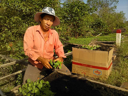 Triệu phú vườn ươm, triệu phú, vườn ươm, ông Nguyễn Phước Sang, thị trường Tết, cúc Tiger, hoa tết Triệu phú vườn ươm, triệu phú, vườn ươm, ông Nguyễn Phước Sang, thị trường Tết, cúc Tiger, hoa tết