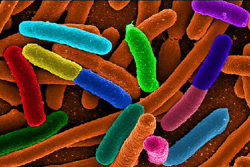 Vi khuẩn E-coli kí sinh, Vi khuẩn E-coli