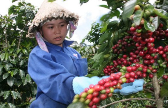 c&agrave; ph&ecirc; giống l&acirc;m đồng