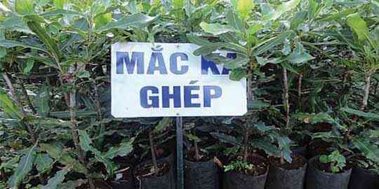 Giống mắc ca