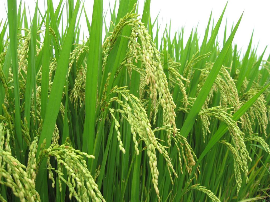 Giống l&uacute;a mới &iacute;t ph&aacute;t thải kh&iacute; m&ecirc;tan