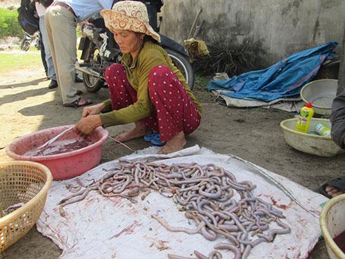 Giun biển được người d&acirc;n rửa sạch v&agrave; phơi kh&ocirc; trước khi b&aacute;n cho thương l&aacute;i.
