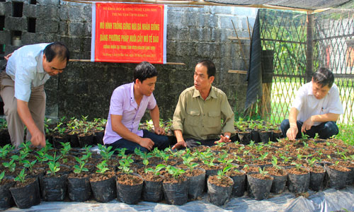 c&acirc;y gừng đ&aacute;