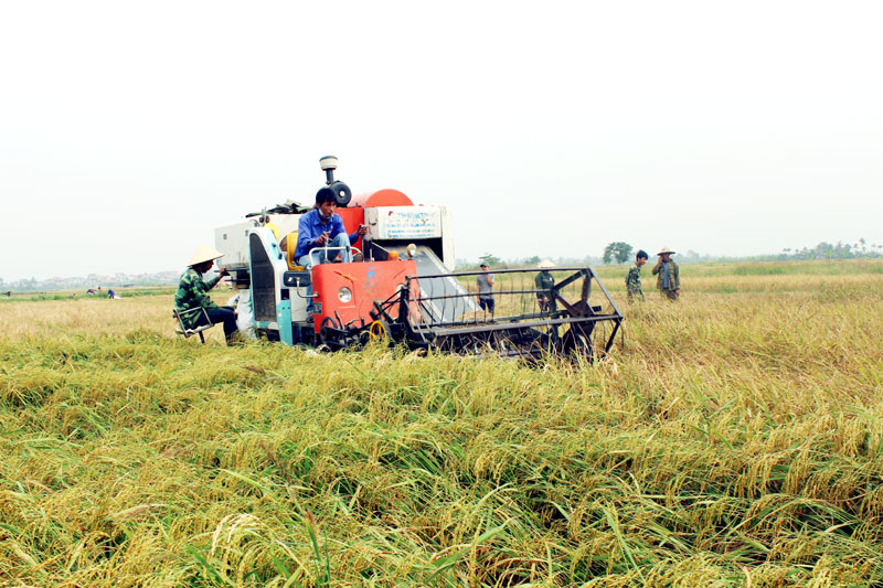gạo chất lượng cao 